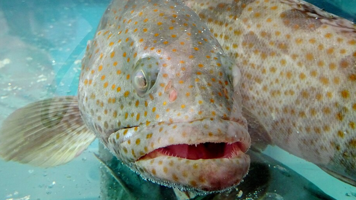 Garoupas foram observadas utilizando algumas das depressões encontradas nas proximidades do naufrágio (Foto: Nasser Halaweh / Wikimedia Commons)