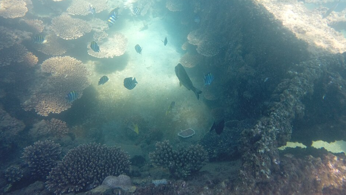 Naufrágios podem oferecer abrigo e superfícies para organismos, concentrando vida marinha no fundo do oceano (Foto: MusikAnimal / Wikimedia Commons)