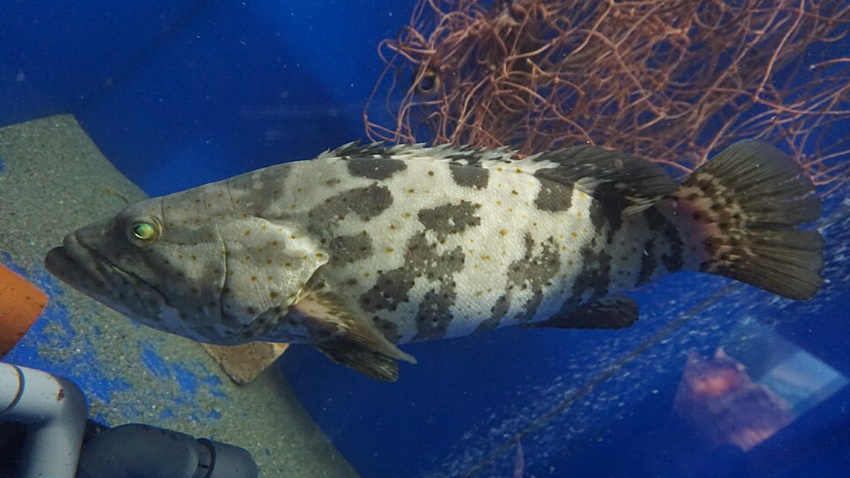 Câmeras da CSIRO registraram Epinephelus coioides utilizando repetidamente algumas depressões próximas ao naufrágio (Foto: タウナギ / Wikimedia Commons)