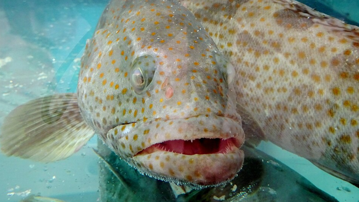 A garoupa-de-manchas-laranja, Epinephelus coioides, está entre os grandes predadores observados no entorno do Althea II (Foto: Nasser Halaweh / Wikimedia Commons)