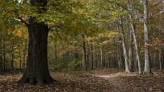 Dossel de tulipeira e carvalhos na Scudder Preserve em Nova Jersey