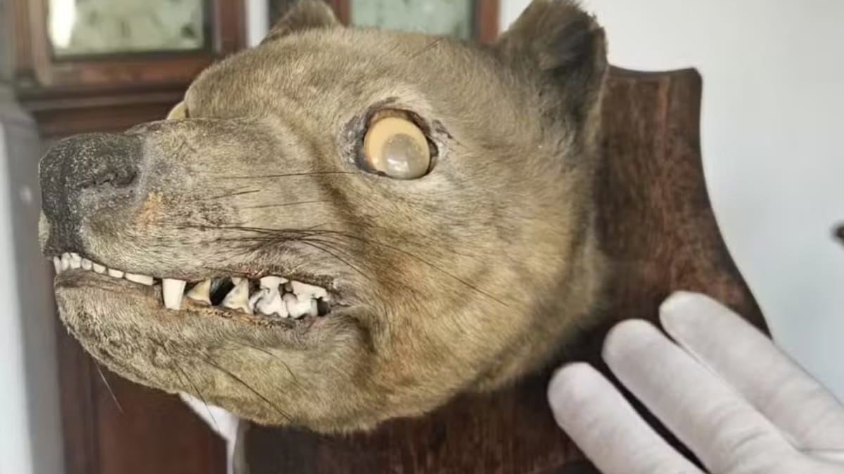 Tigre-da-Tasmânia