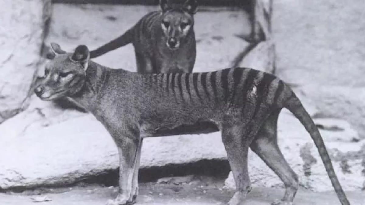 Tigre-da-Tasmânia