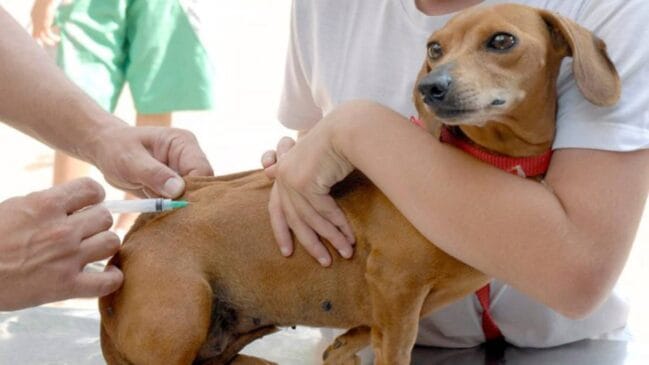 A aplicação é indicada a partir dos três meses de idade e deve ser reforçada anualmente para manter a proteção dos pets.