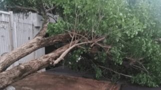 Uma árvore caiu no Jardim Itapura II durante a manhã, mas a Defesa Civil não registrou feridos.
