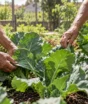 Eles plantaram couve e cebolinha, colheram hortaliças e terminaram o encontro com um suco feito com ingredientes da própria horta comunitária