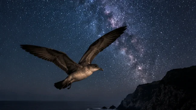 Ave marinha voa sobre o oceano à noite, sob um céu repleto de estrelas.