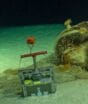 Mais de 200 mil barris radioativos foram jogados no Atlântico: cientistas encontram animais vivendo sobre recipientes corroídos