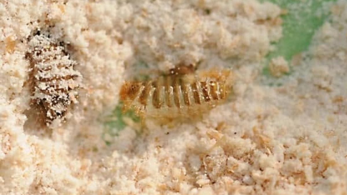 carunchos