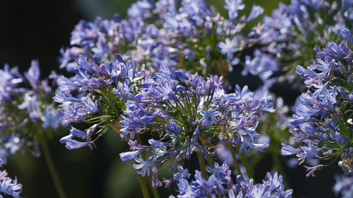 Agapanto (Foto_ Efrem Efre_Pexels)