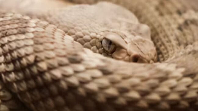 o que significa sonhar com cobra