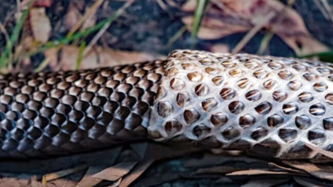 o que significa sonhar com cobra