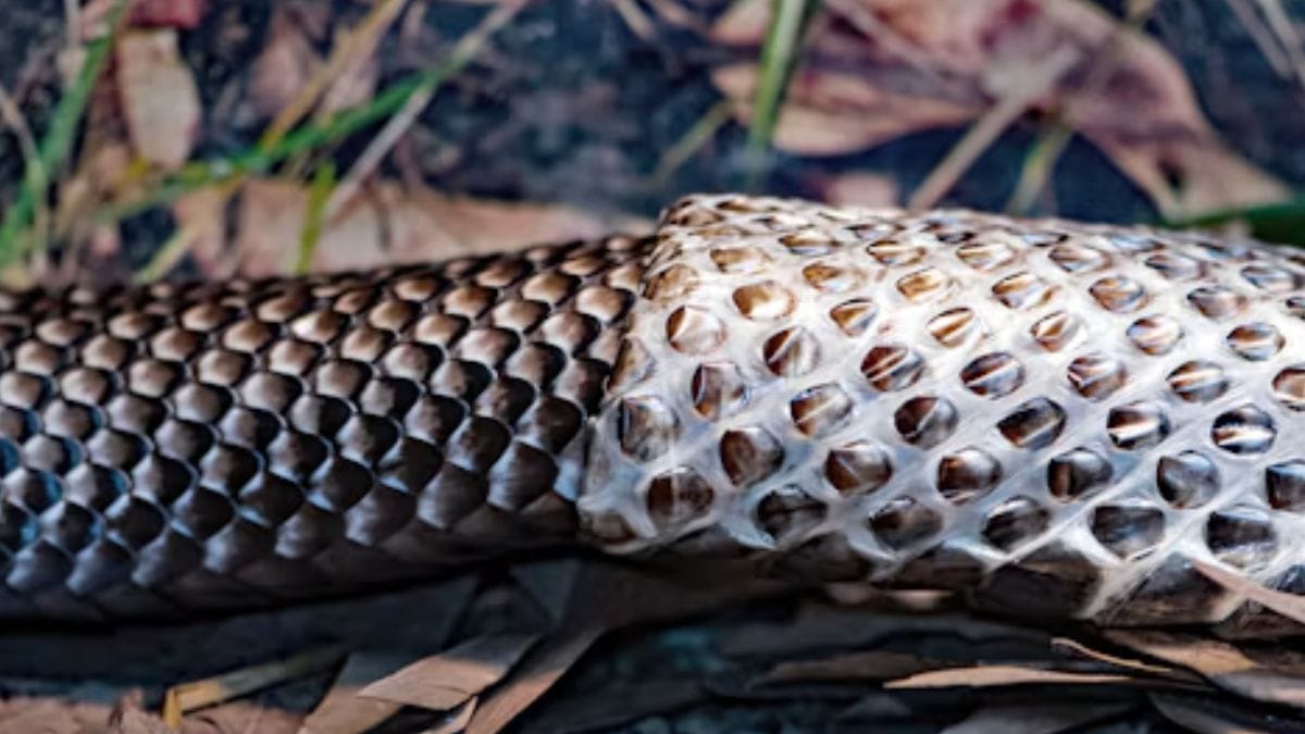 o que significa sonhar com cobra