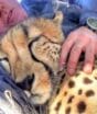 Guepardo surpreende fotógrafo ao lamber seu rosto e dormir ao lado dele em encontro que viralizou nas redes sociais na África do Sul