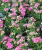 Veja 6 plantas para canteiros que deixam o jardim mais bonito e quais espécies evitar para manter o espaço florido e bem cuidado