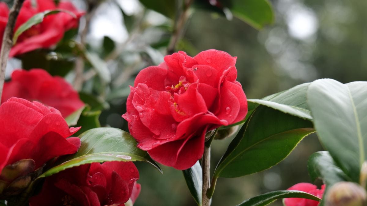 Flor vermelha (Foto_ Jasper Hale _Pexels)
