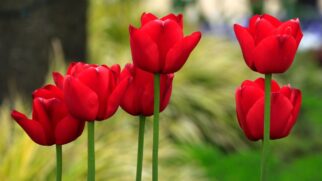 Flor vermelha (Foto_ Jeffry Surianto_Pexels)