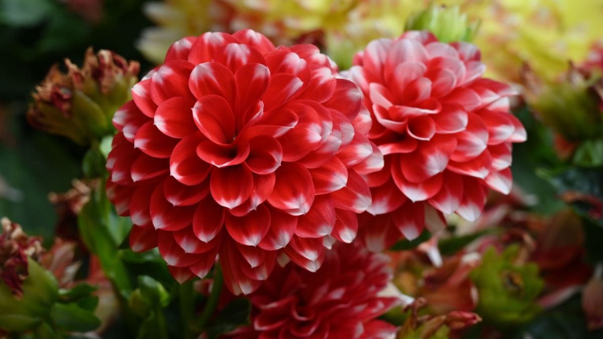 Flor vermelha (Foto_ King Ho_Pexels)