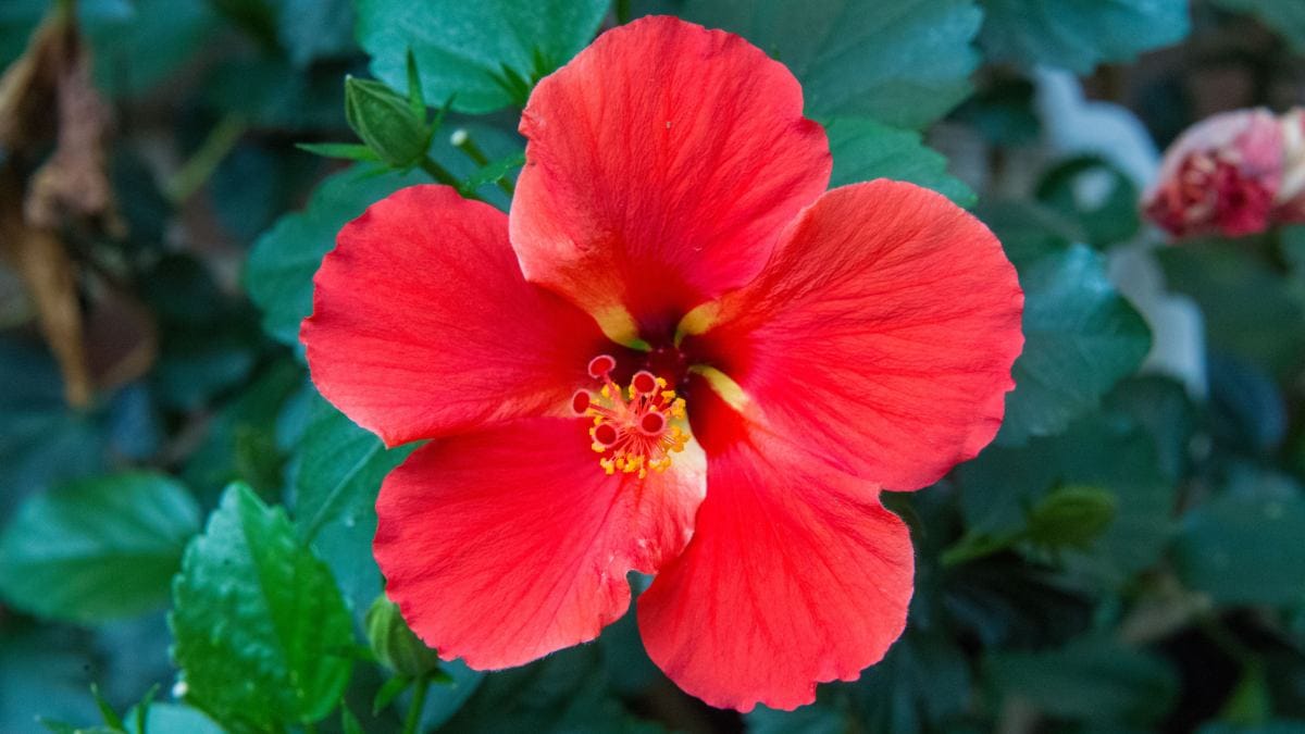 Flor vermelha (Foto_ Mohan Nannapaneni_Pexels)