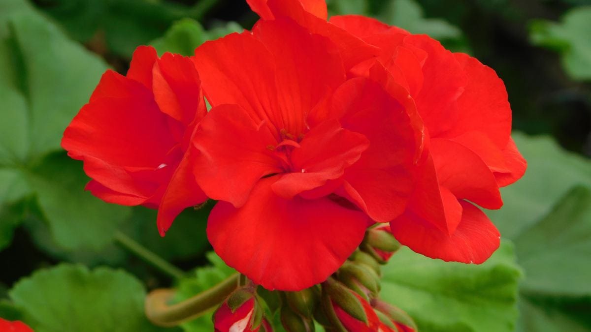 Flor vermelha (Foto_ Zuzanna Musial_Pexels)