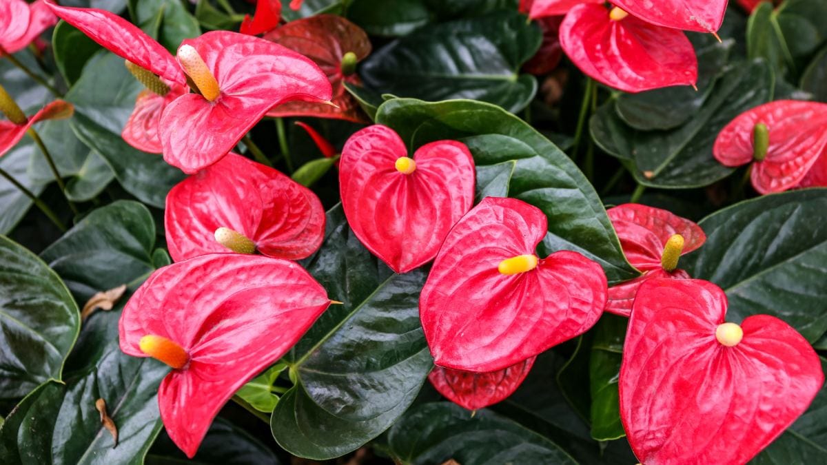 Flor vermelha (Foto_ fei wang_Pexels)