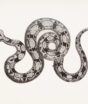 O que significa sonhar com cobra: entenda por que o sonho assusta e o que a psicologia e a tradição popular dizem sobre ele