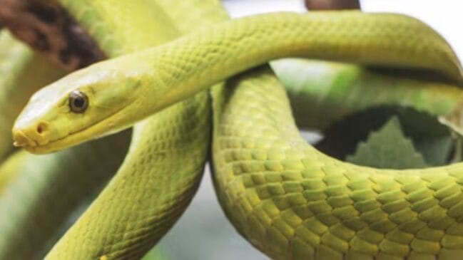 o que significa sonhar com cobra