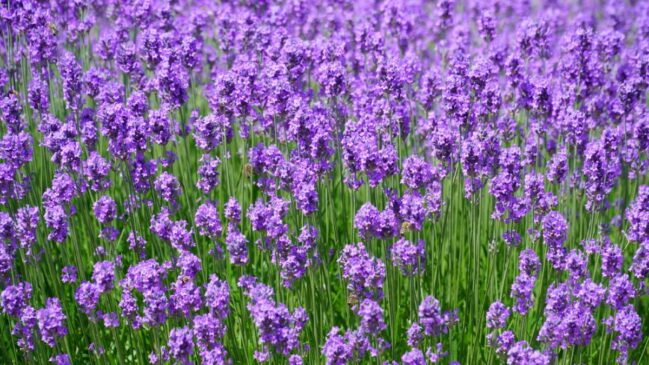 Lavanda (Foto_ Budget Bizar_Pexels)