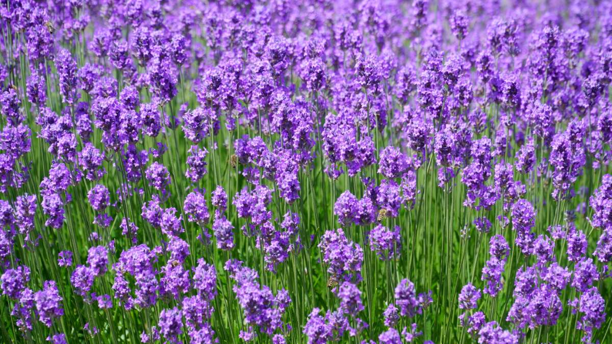 Lavanda (Foto_ Budget Bizar_Pexels)