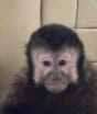 Morre macaco-prego que invadiu casas em condomínio na Bahia; tutor, ex-deputado suspeita de envenenamento