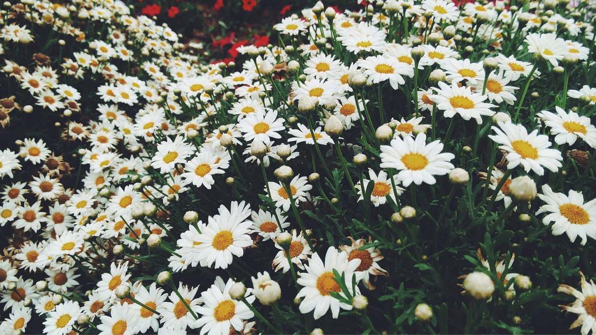 Margarida (Foto_ Angel Gonzaga_Pexels)