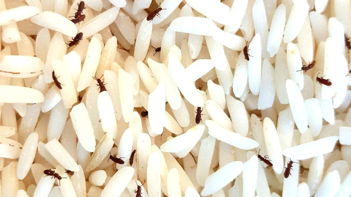 carunchos