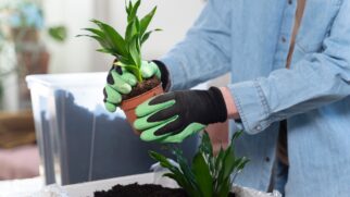 Ressuscitar plantas mortas truque (Foto_ Magnific)