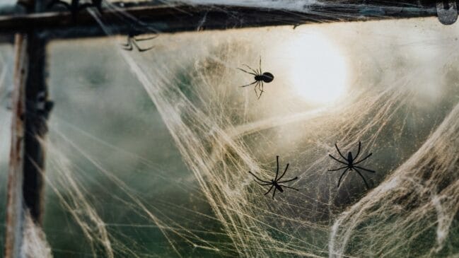 Teia de aranha em casa (Foto_ Kaboompics_Pexels)
