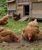 Elas deixariam a granja rumo ao abatedouro, mas associação quer mudar o destino de 500 galinhas na França; entenda como funciona a adoção em quintais