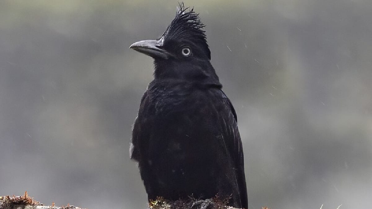 Anambe-preto