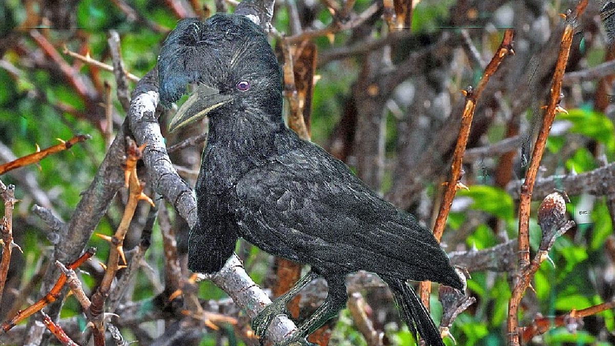 Anambe-preto