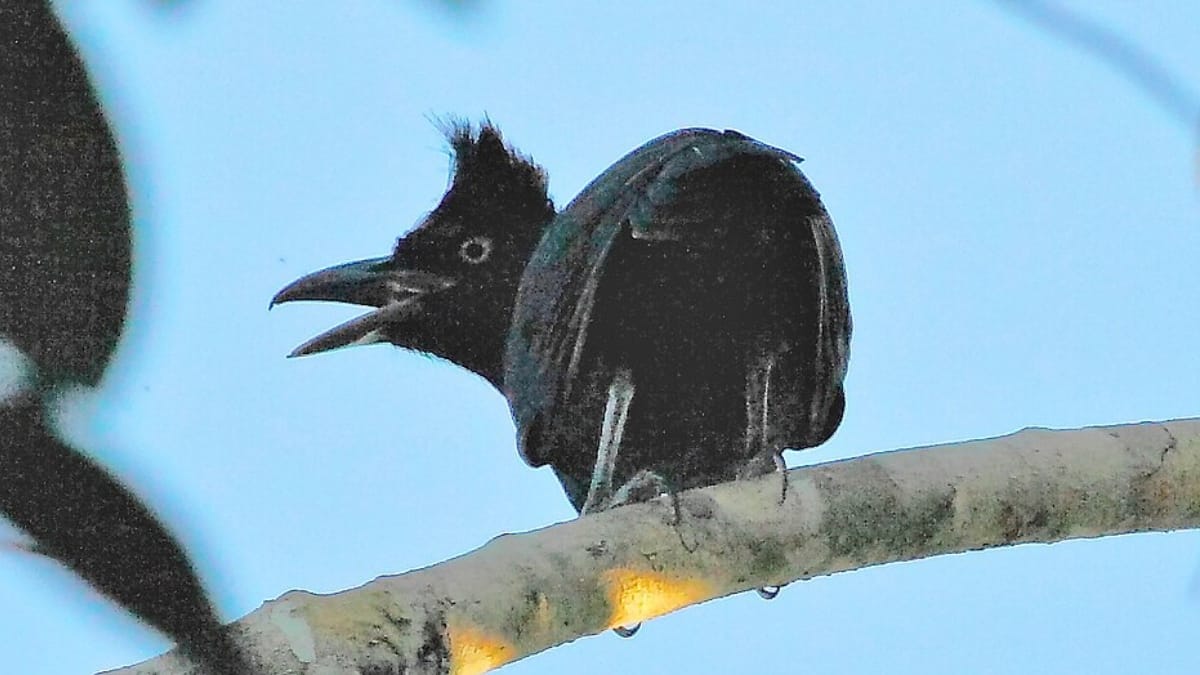 Anambe-preto