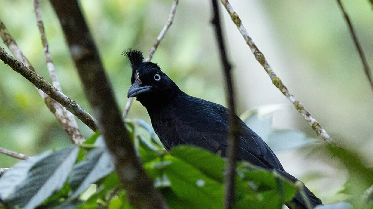 Anambe-preto