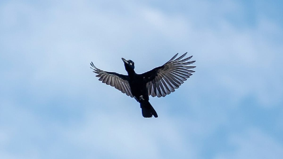 Anambe-preto