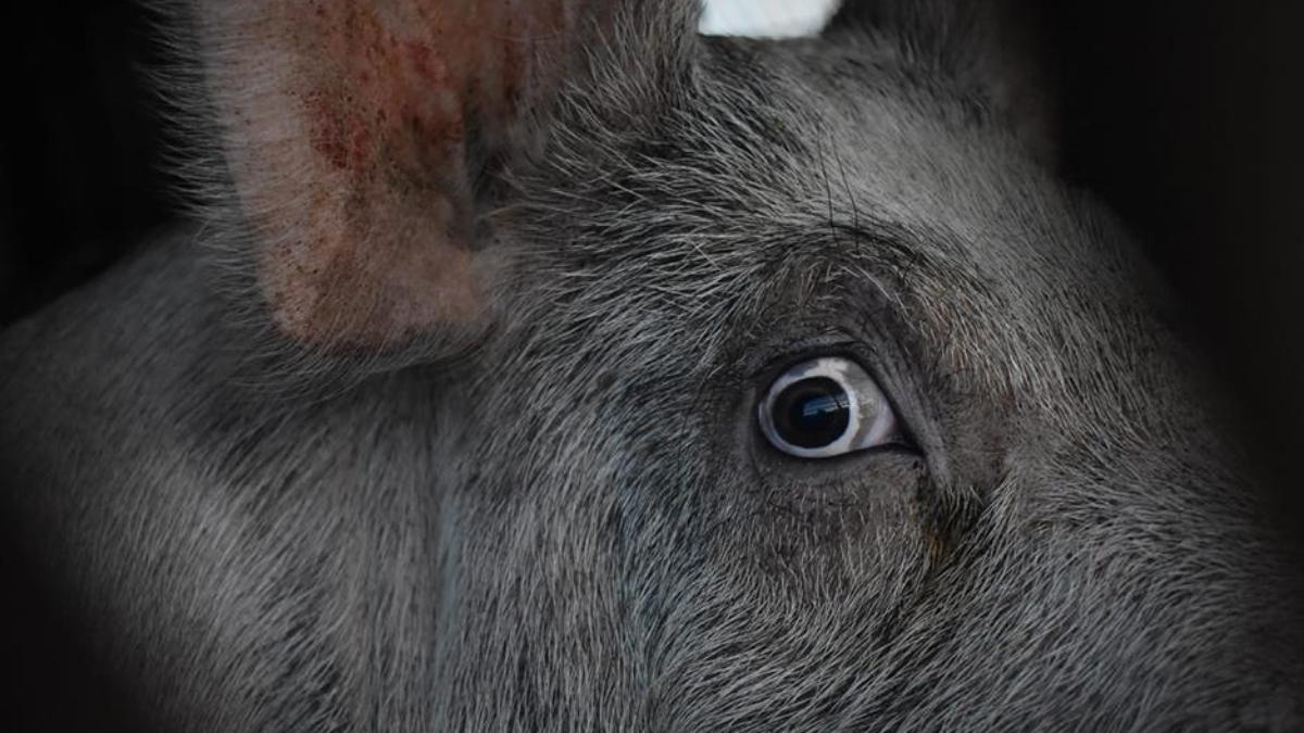 Esse tipo de golpe amoroso, em que o criminoso cria confiança e começa a estorquir a vítima, é conhecido como pig butchering (Foto: Nom d'util / Wikimedia Commons)