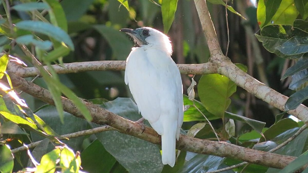 Araponga
