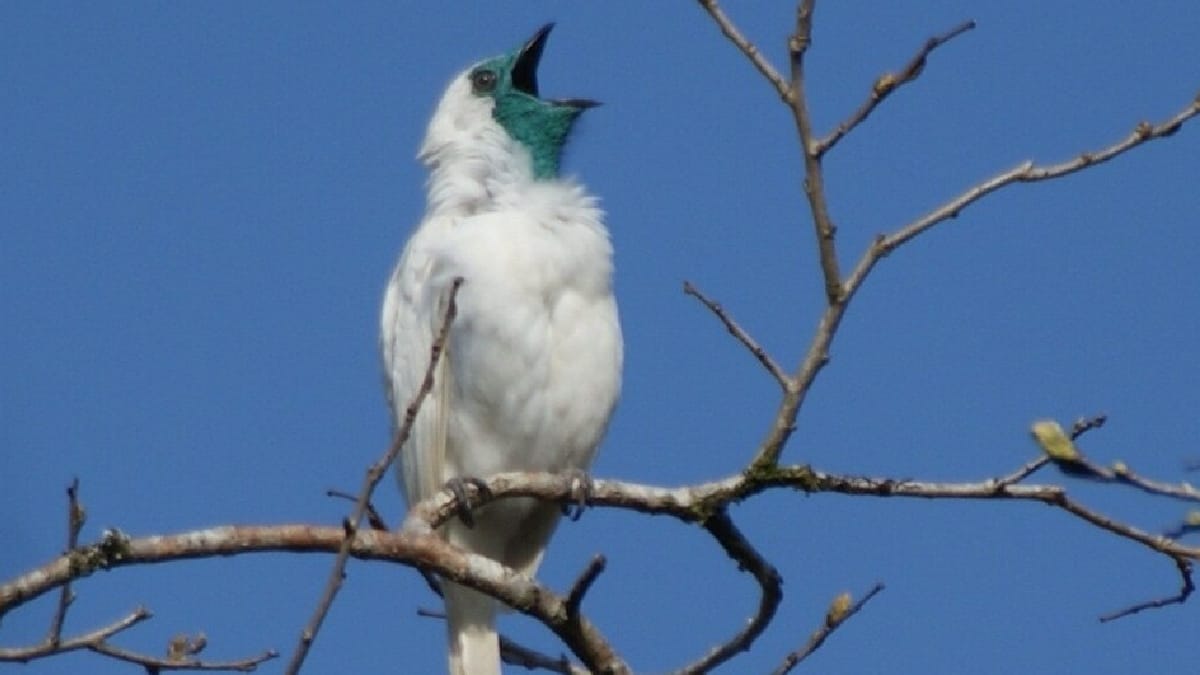 Araponga
