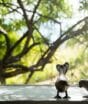 Árvore perto da janela pode reduzir o calor dentro de casa e mudar a temperatura dos cômodos, mas o lugar onde você planta faz toda a diferença