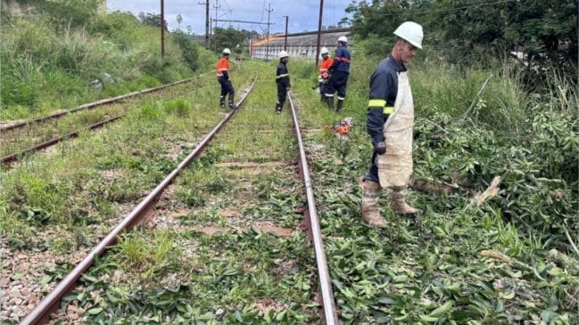 Equipa de manutenção com capacetes e vestuário de proteção a realizar a remoção e poda de galhos de uma árvore caída sobre os carris de uma via férrea ao ar livre