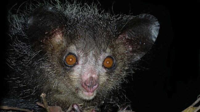 Aye-Aye