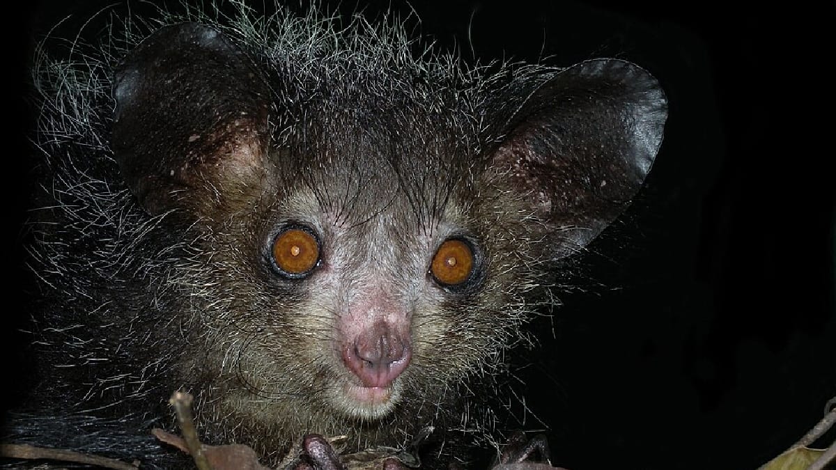 Aye-Aye