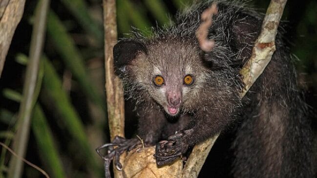 Aye-Aye