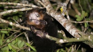 Aye-Aye