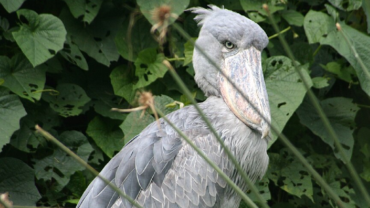 Bico-de-sapato